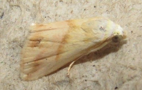 Erebidae: Eublemma parva? S